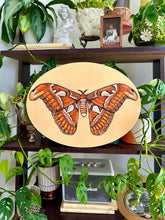 Load image into Gallery viewer, Atlas Moth 12x16in Original
