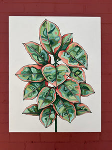 Ruby Ficus Elastica 24x30in Original On Canvas